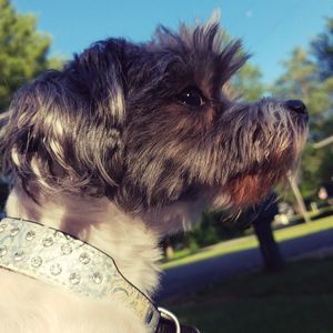 Meet your Posher, Frances